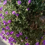 La Mirabelle - Familiale De Charme En Provence Bed & Breakfast 3*