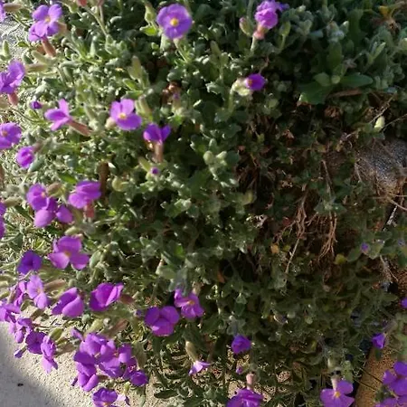 La Mirabelle - Familiale De Charme En Provence Bed & Breakfast 3*