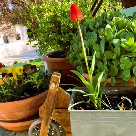 Bed & Breakfast La Mirabelle - Familiale De Charme En Provence 3*